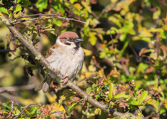 Eurasian Tree Sparrow - Passer montanus, Yorkshire, June 2019