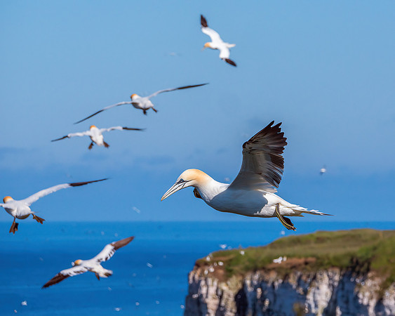 Northern Gannets - Morus bassanus, Yorkshire, June 2019