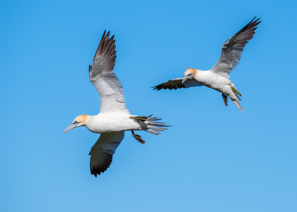 Northern Gannets - Morus bassanus, Yorkshire, June 2019