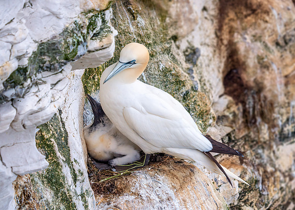 Northern Gannet - Morus bassanus, Yorkshire, June 2019