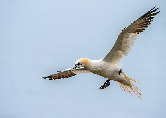 Northern Gannet - Morus bassanus, Yorkshire, June 2019_699_Z
