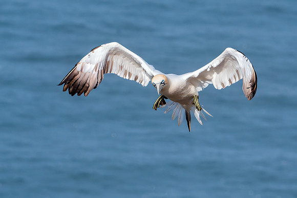 Northern Gannet - Morus bassanus, Yorkshire, June 2019