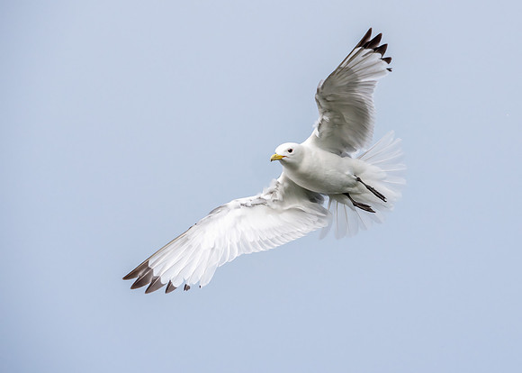 Blacked-legged Kittiwake - Rissa tridactyla, Yorkshire, June 2019