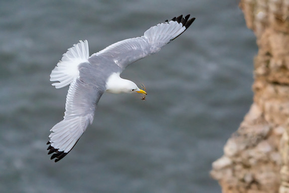 Black-legged Kittiwake - Rissa tridactyla, Yorkshire, June 2019_753_Z