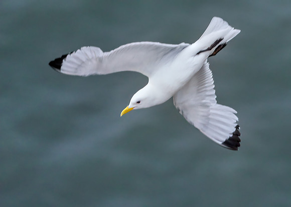 Black-legged Kittiwake - Rissa tridactyla, Yorkshire, June 2019