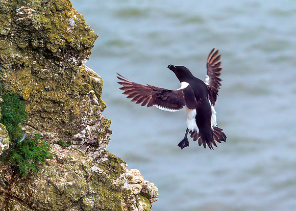Razorbill - Alca torda, Yorkshire, June 2019