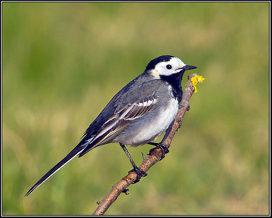 Pied Wagtail, Upton Warren Flashes, 13 April 2012