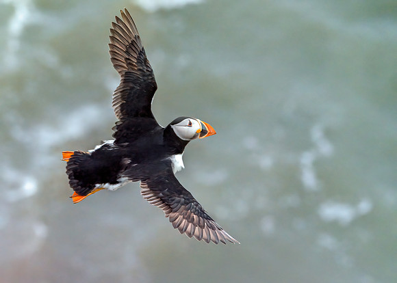 Atlantic Puffin - Fratercula arctica, Yorkshire, June 2019