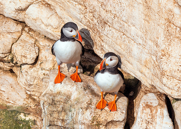 Atlantic Puffins - Fratercula arctica, Yorkshire, June 2019