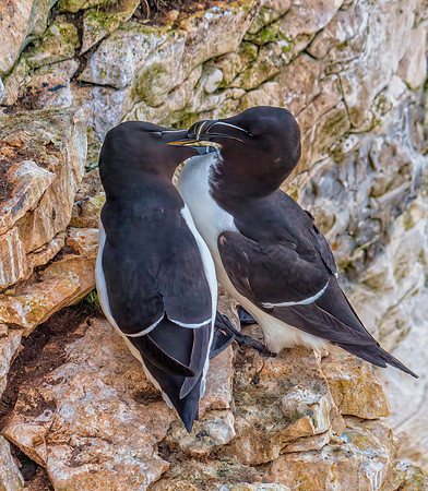 Razorbills - Alca torda, Yorkshire, June 2019