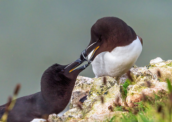 Razorbill - Alca torda, Yorkshire, June 2019