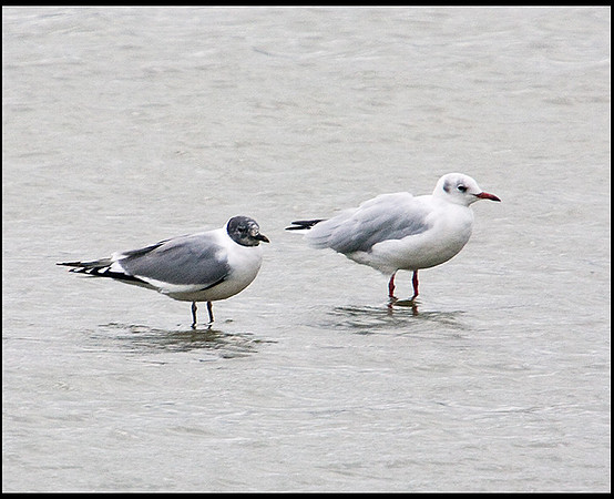 Sabine's Gull, Upton Warren Flashes, 31 August 2009