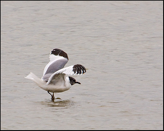 Sabine's Gull, Upton Warren Flashes, 31 August 2009