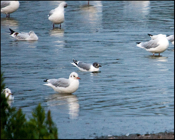 Sabine's Gull, Upton Warren Flashes, 27 August 2009