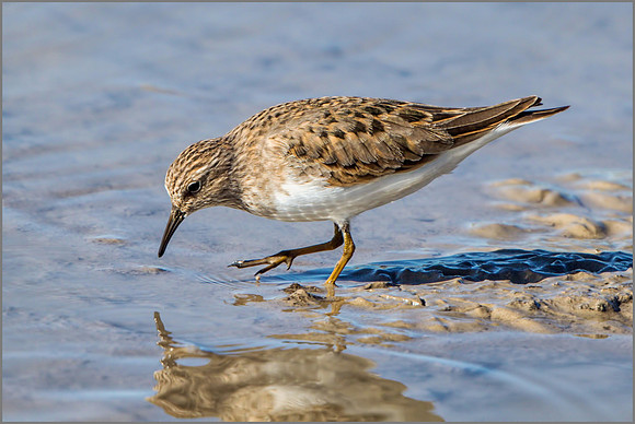 Temminck's Stint (Calidris temminckii), Mallorca, May 2015