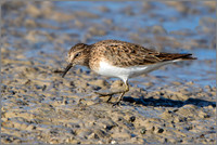 Temminck's Stint (Calidris temminckii), Mallorca, May 2015