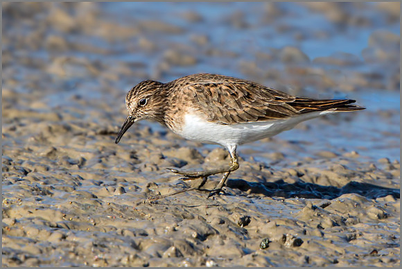 Temminck's Stint (Calidris temminckii), Mallorca, May 2015