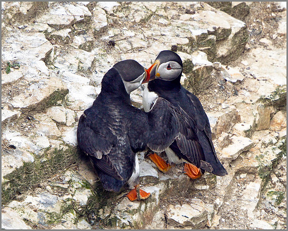 Puffins (Fratercula arctica), Bempton Cliffs, June 2014