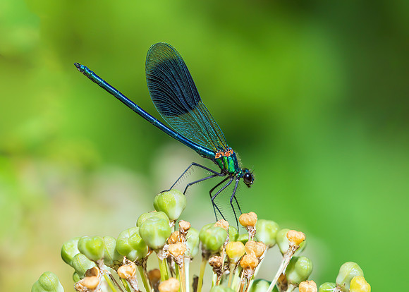 Banded Demoiselle male - Calopteryx splendens, Warwickshire, June 2019