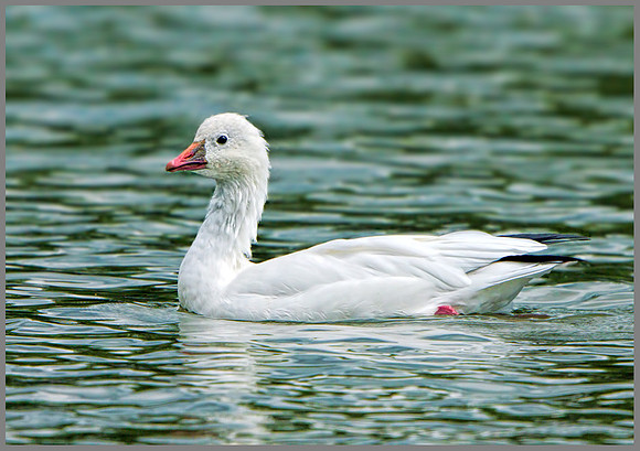 Ross's Goose (Anser rossii), Upton Warren, August 2013