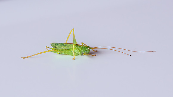 Oak Bush-cricket - Meconema thalassinum, Garden, Worcestershire, August 2019