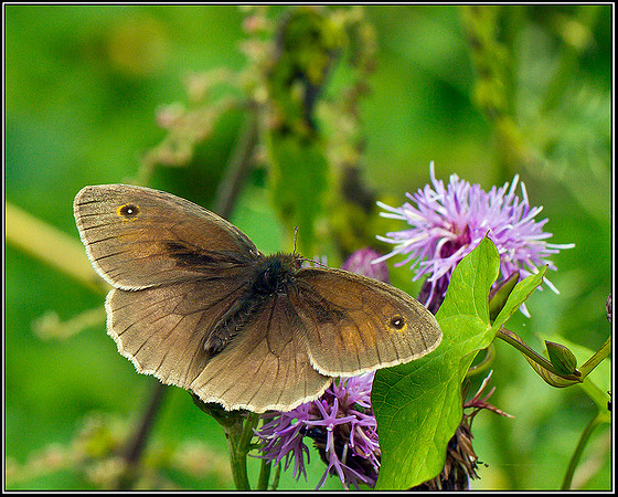 Meadow Brown, Upton Warren Moors,21 July 2011