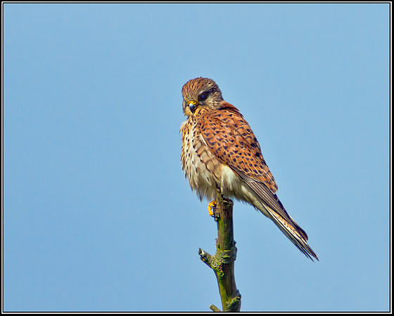 Female Common Kestrel, Upton Warren Moors, 25 June 2012