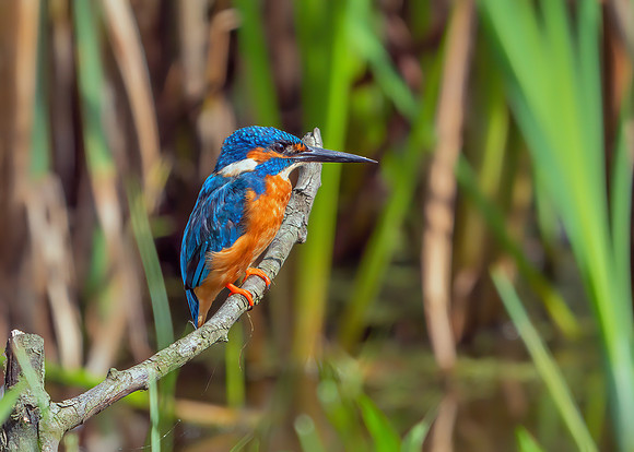 Common Kingfisher Male - Alcedo atthis, Upton Warren Moors, 07 August 2019