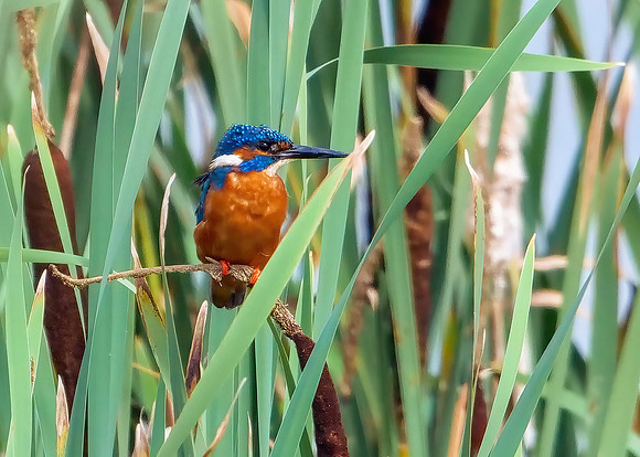 Common Kingfisher - Alcedo atthis, Upton Warren Moors, 07 August 2019