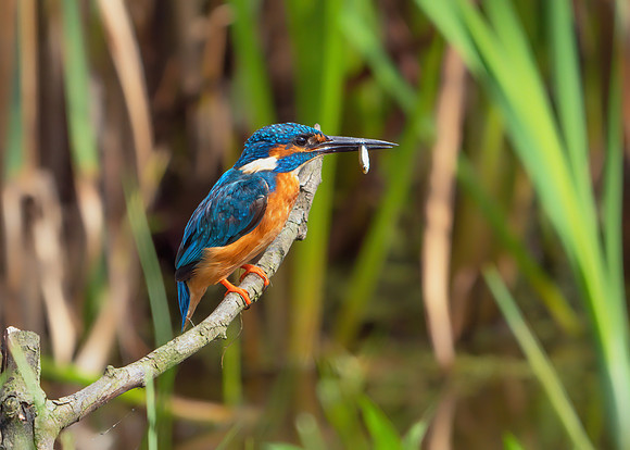 Common Kingfisher - Alcedo atthis, Upton Warren Moors, 07 August 2019