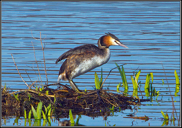 Great Crested Grebe, Upton Warren Moors, 19 March 2012
