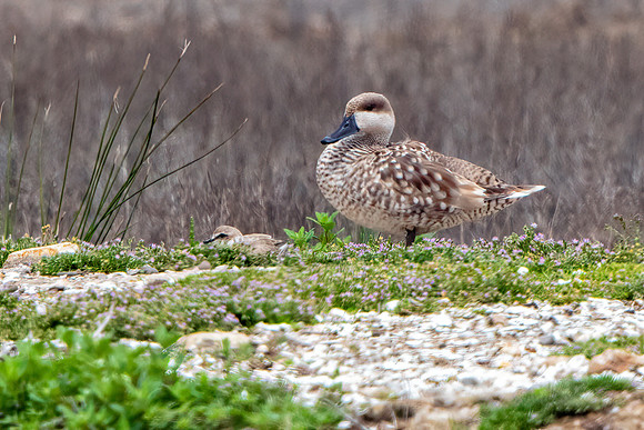 Marbled Duck  - Marmaronetta angustirostris, Mallorca, May 2016