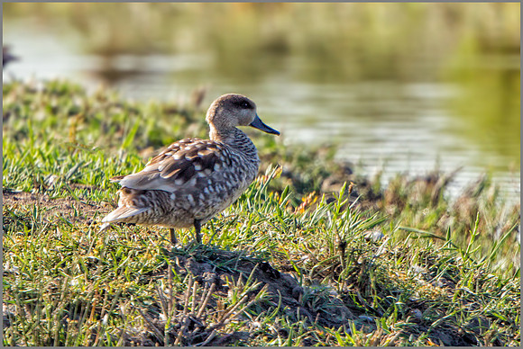 Marbled Duck - Marmaronetta angustirostris, Mallorca, May 2017