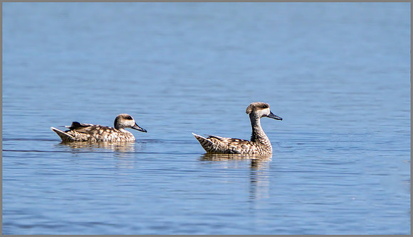 Marbled Duck (Marmaronetta angustirostris), Mallorca, May 2015