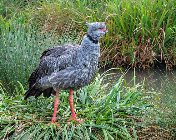 Southern Screamer - Chauna torquata, Slimbridge WWT, January 2020