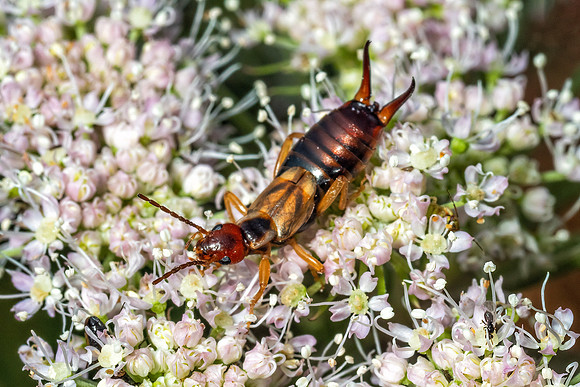 European Earwig - Forficula auricularia, Monkwood, August 2020