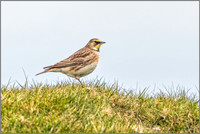 Shore Lark - Eremophila alpestris, Shropshire, April 2017