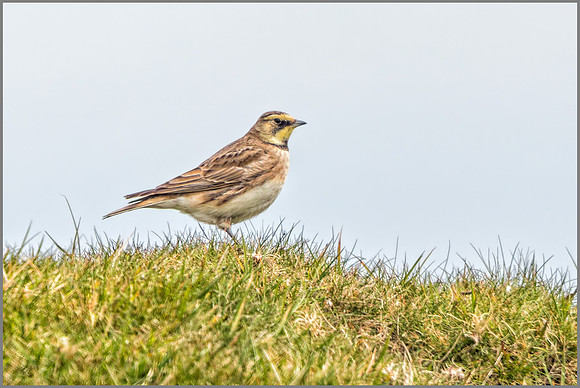Shore Lark - Eremophila alpestris, Shropshire, April 2017