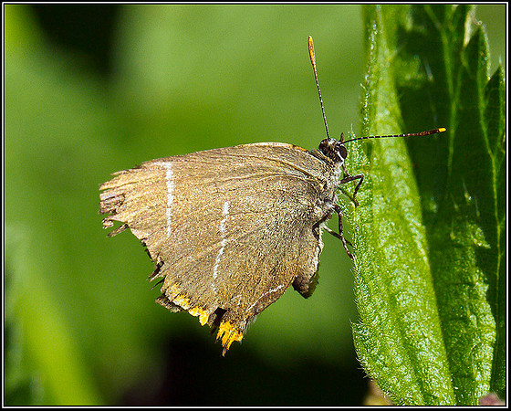White-letter Hairstreak, Upton Warren Moors, 24 July 2011