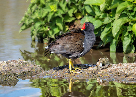 Common Moorhen - Gallinula chloropus, Slmbridge WWT, April 2019