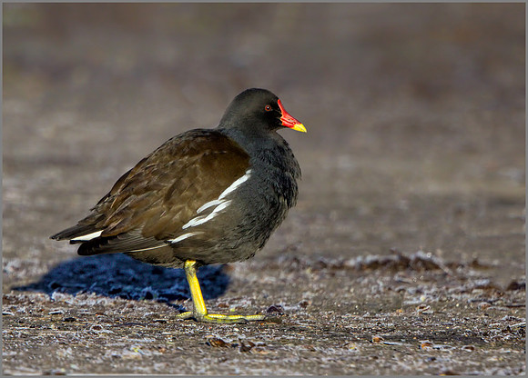 Common Moorhen - Gallinula chloropus, Slimbridge WWT, January 2017