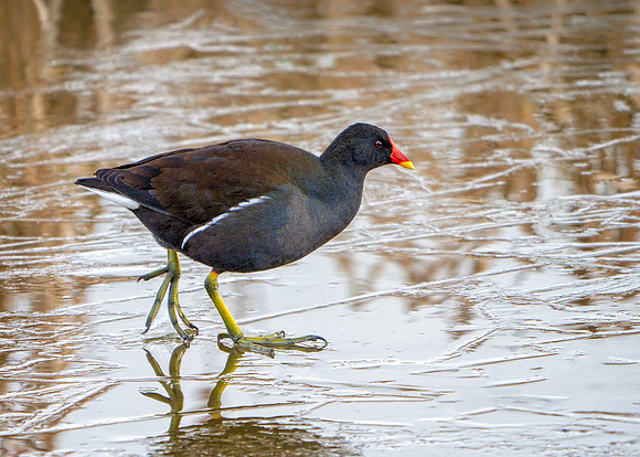 Common Moorhen - Gallinula chloropus, Upton Warren, February 2019