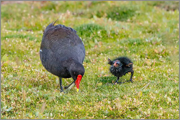 Moorhen (Gallinula chloropus), Upton Warren NR, July 2016