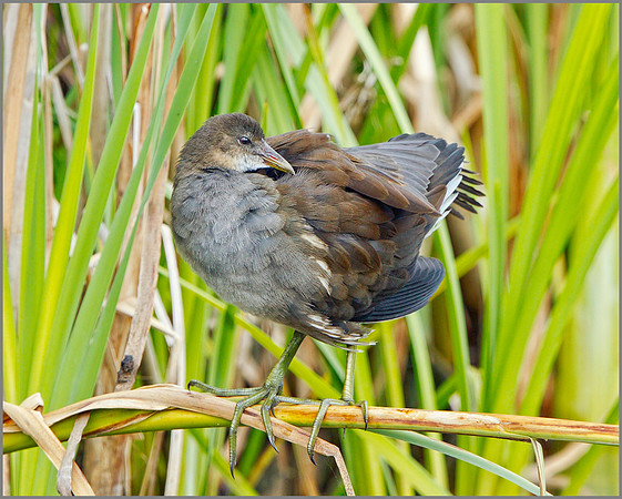 Juvenile Moorhen (Gallinula chloropus), Upton Warren NR, August 2014