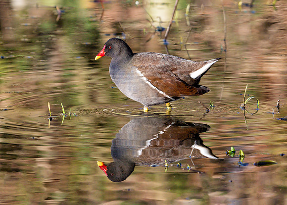 Common Moorhen - Gallinula chloropus, Slimbridge WWT, January 2019