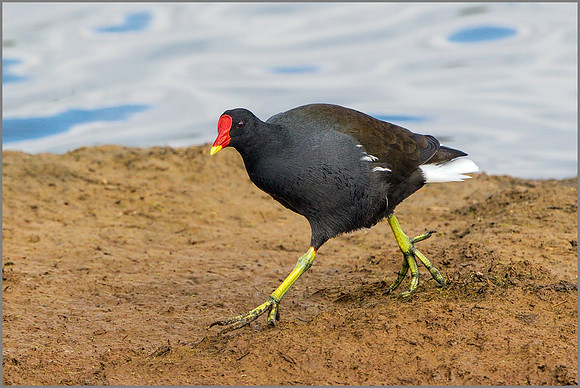 Moorhen (Gallinula chloropus).