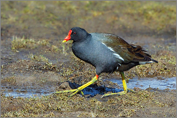 Common Moorhen (Gallinula chloropus), Upton Warren NR, April 2016