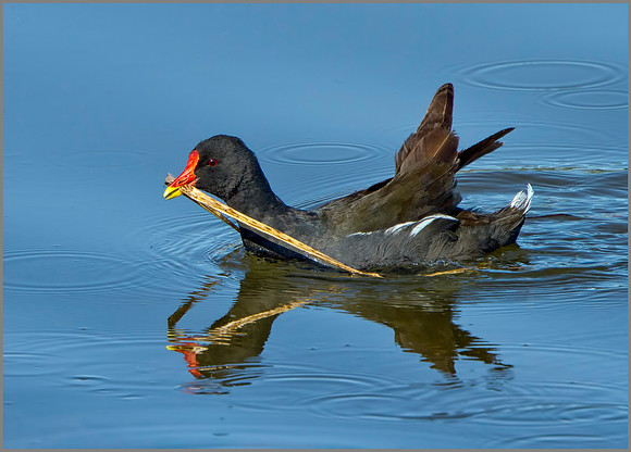 Moorhen (Gallinula chloropus), Upton Warren NR, July 2014