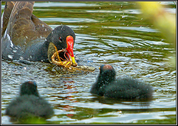 Moorhen with Chicks, Upton Warren Moors, 08 August 2012