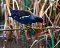 Moorhen